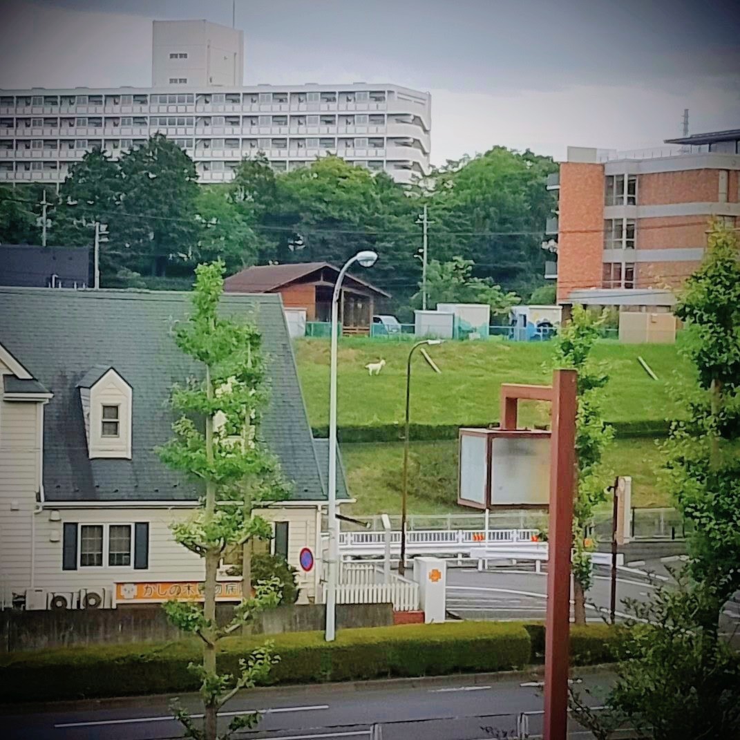 対岸の山羊さん